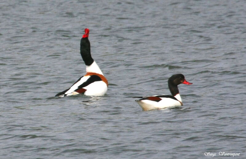 Common Shelduck male adult, Behaviour