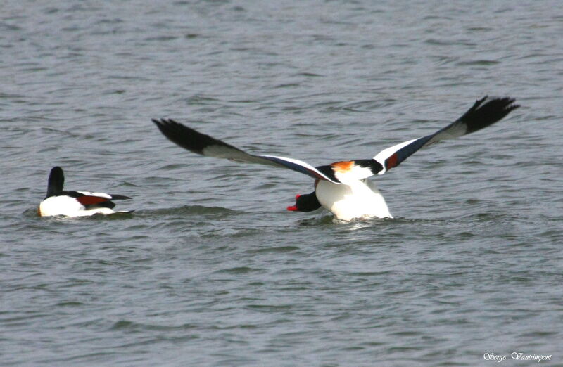 Common Shelduck male adult, Flight