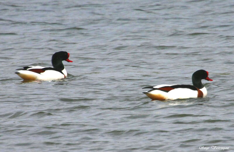 Common Shelduck male adult, identification