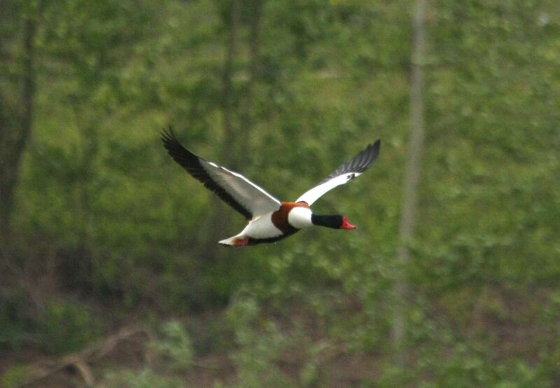 Common Shelduckadult, Flight