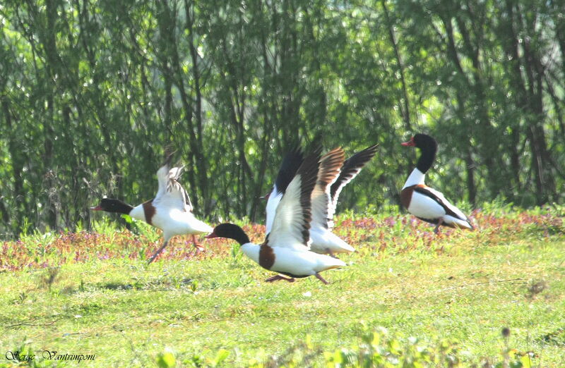 Common Shelduckadult, Flight