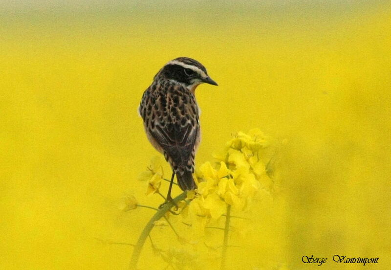 Whinchat, Behaviour