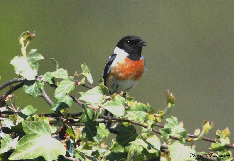 European Stonechat male adult, Behaviour