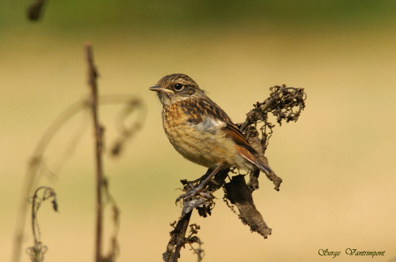 European Stonechat female adult, identification