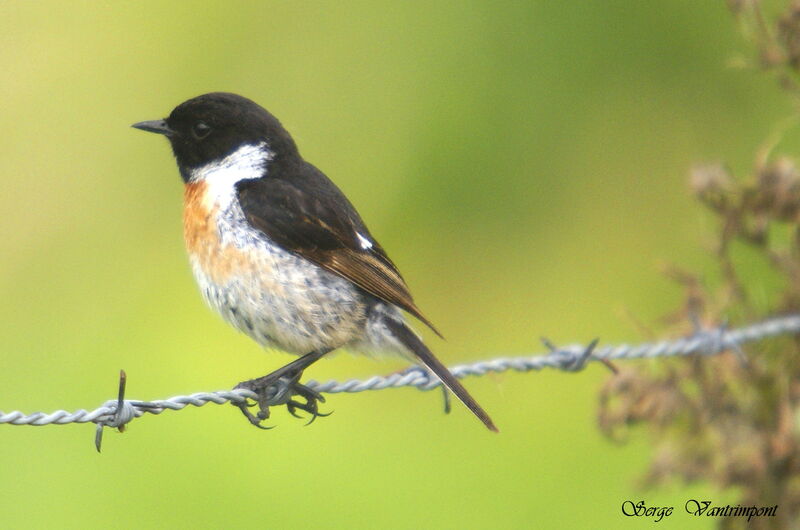 European Stonechat male adult, identification