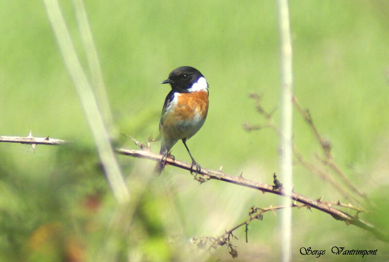 European Stonechat male adult, identification