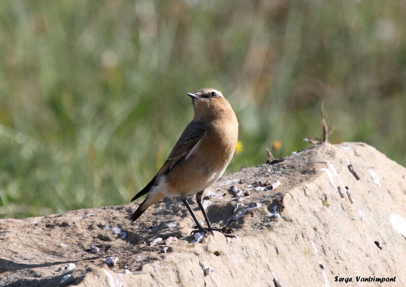 Northern Wheatearadult, Behaviour