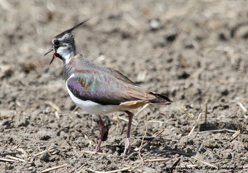 Northern Lapwingadult, Behaviour