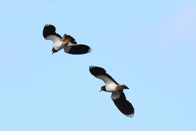 Northern Lapwingadult, Flight