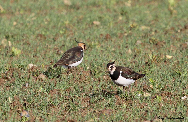 Northern Lapwing