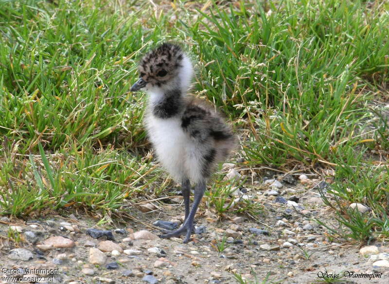 Northern LapwingPoussin, identification, Reproduction-nesting