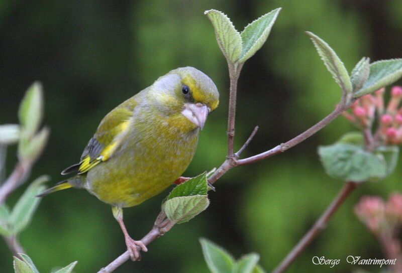 European Greenfinch, Behaviour