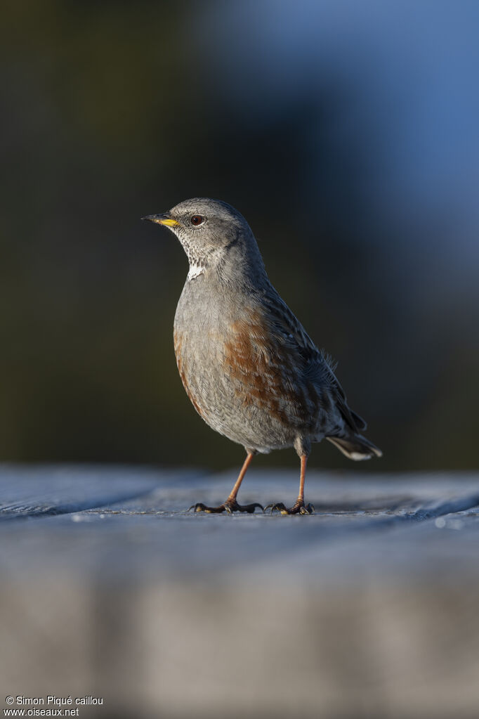 Accenteur alpin, identification