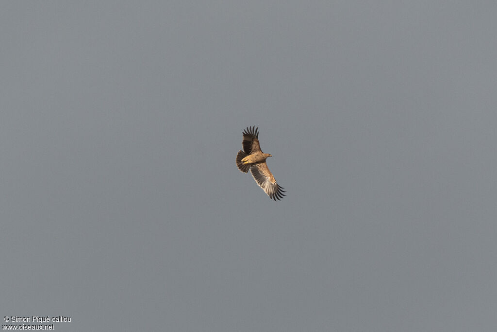 Aigle impérial1ère année, Vol