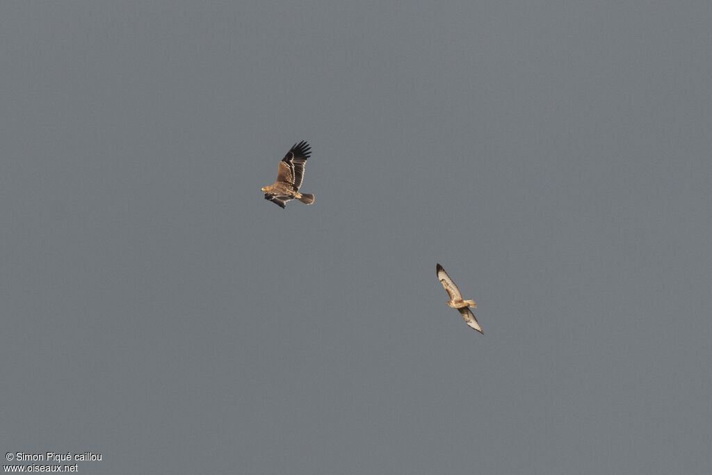 Aigle impérial1ère année, Vol