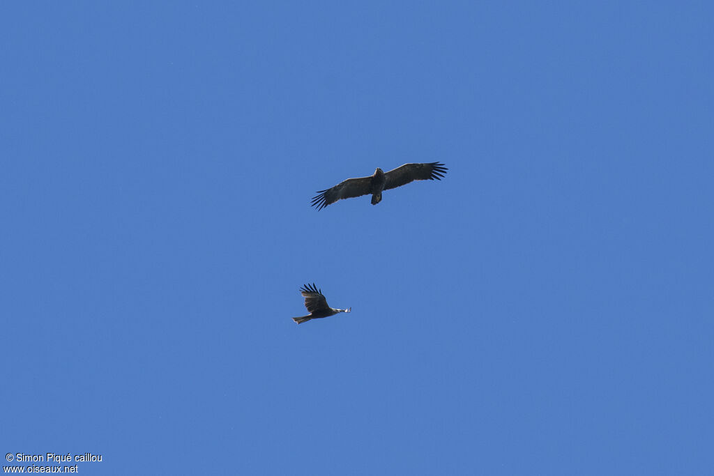 Aigle pomarin, Vol