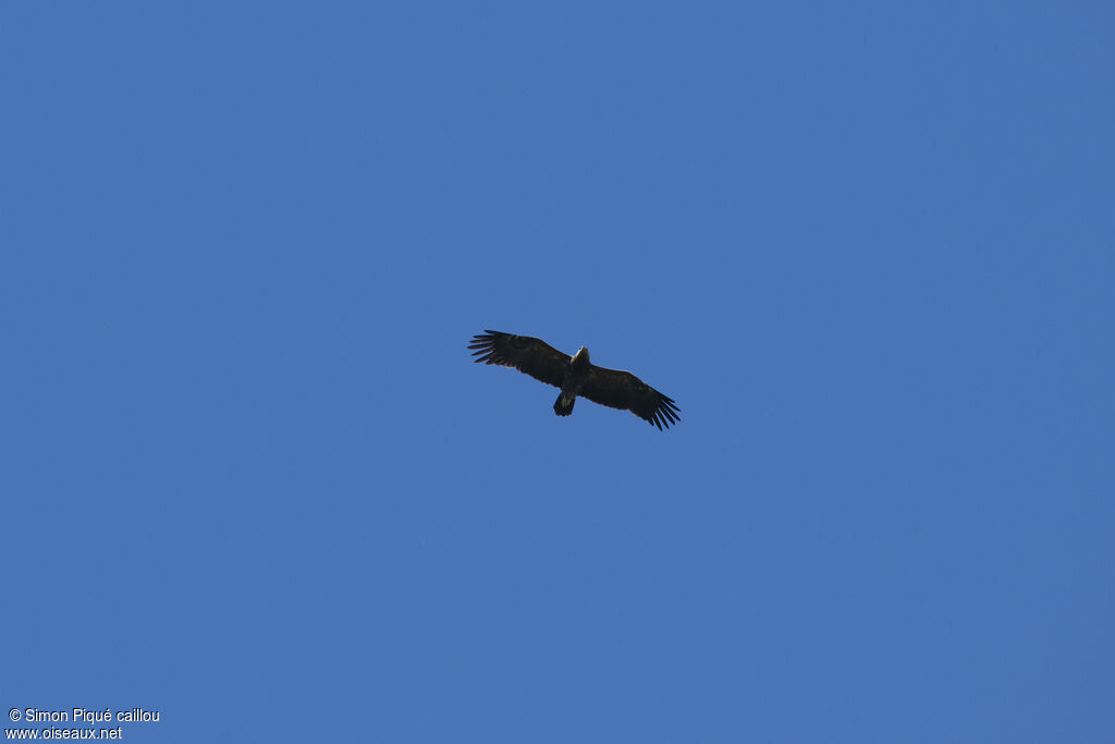 Aigle pomarin