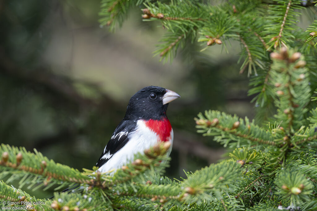 Cardinal à poitrine rose