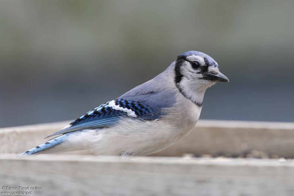 Blue Jay