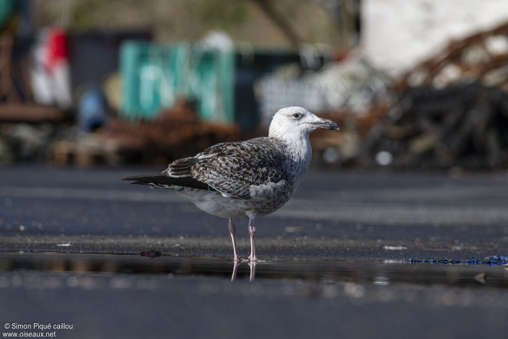 Goéland marin2ème année