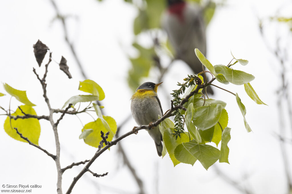 Northern Parula