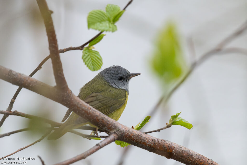 Mourning Warbler