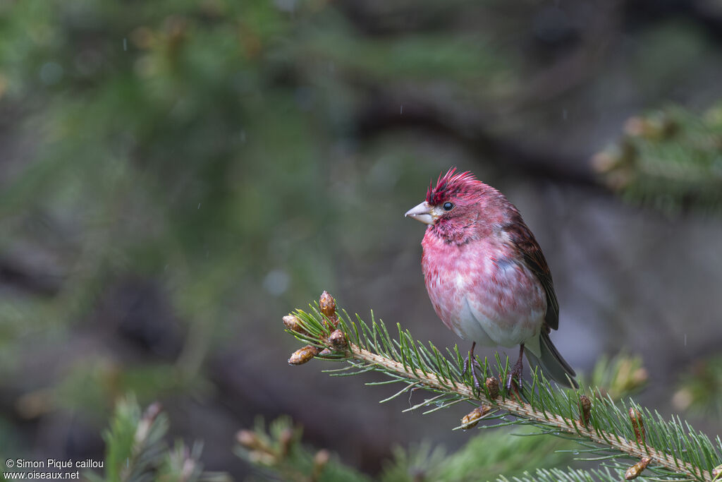 Purple Finch