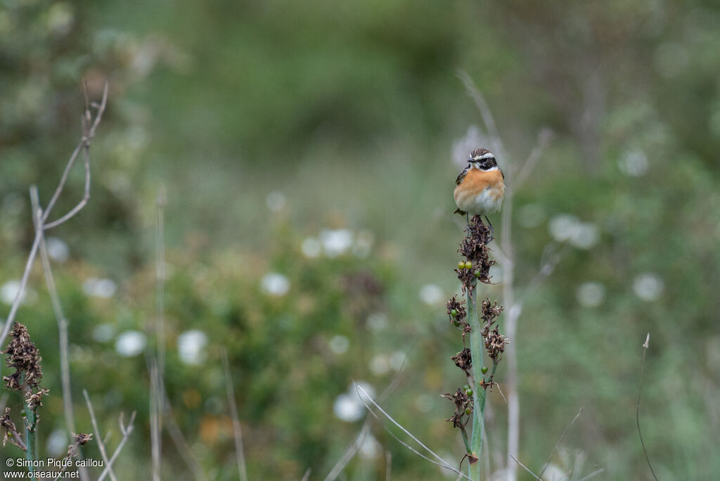 Whinchat male adult breeding