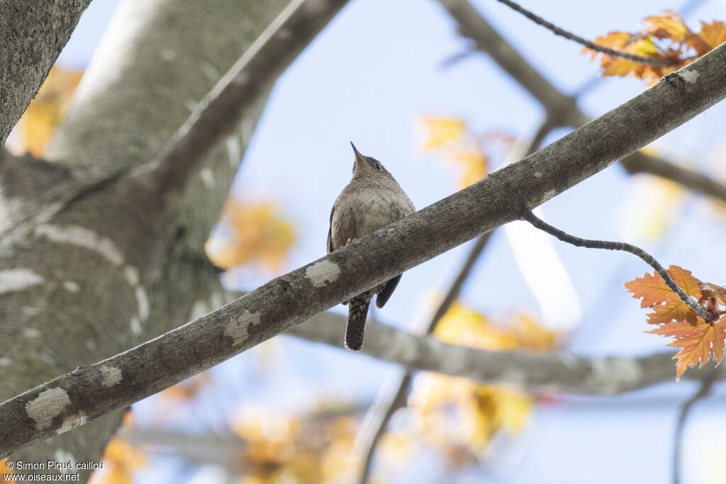 Northern House Wren