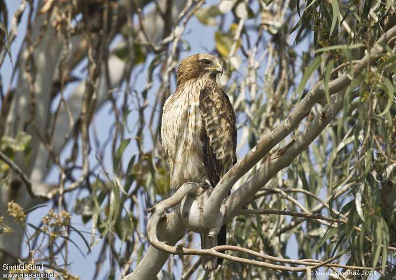 Booted Eagleadult, habitat, pigmentation