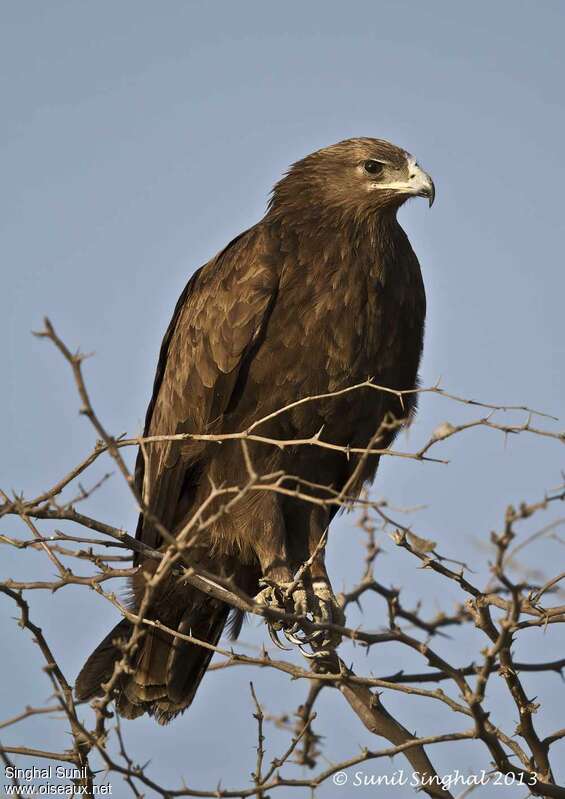 Aigle criardadulte, identification