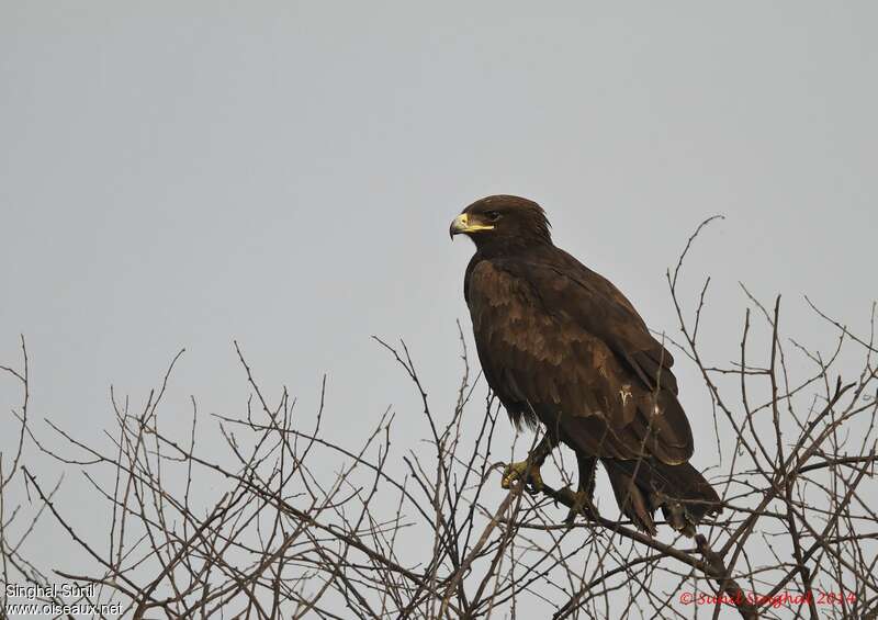 Greater Spotted Eagleadult, identification