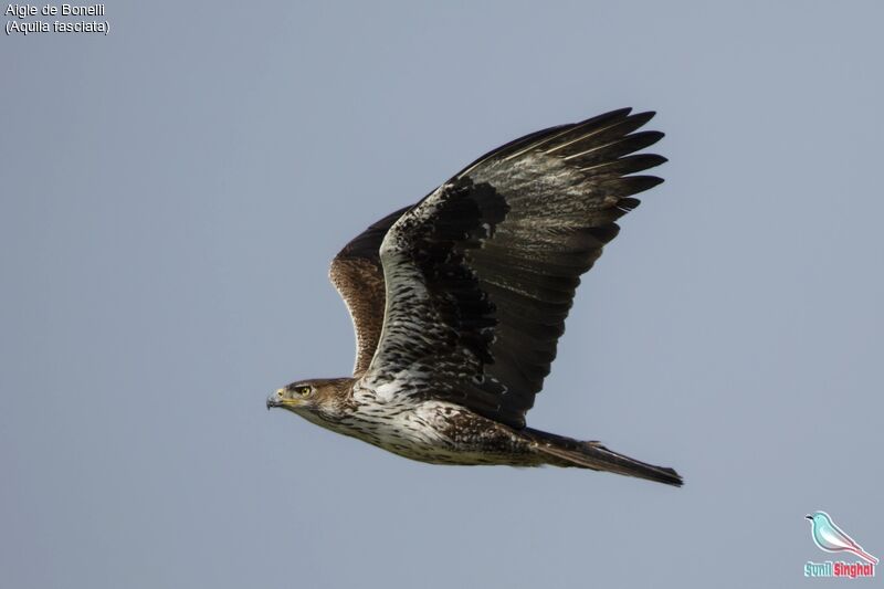 Aigle de Bonelli, Vol