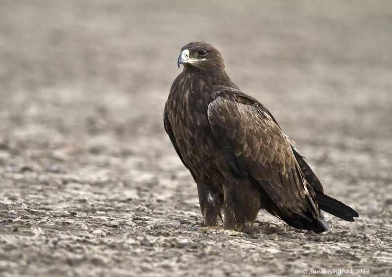 Steppe Eagle