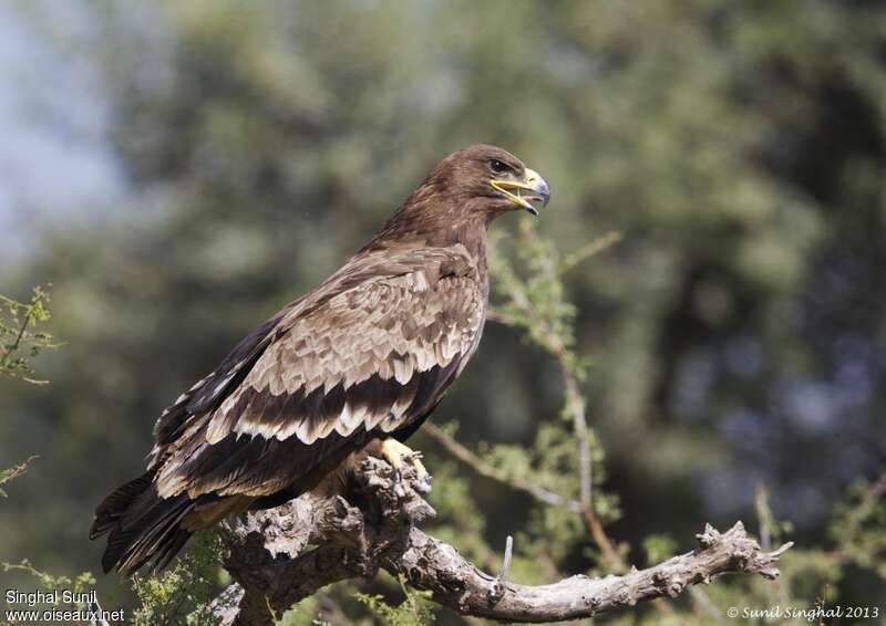 Aigle des steppes2ème année, identification