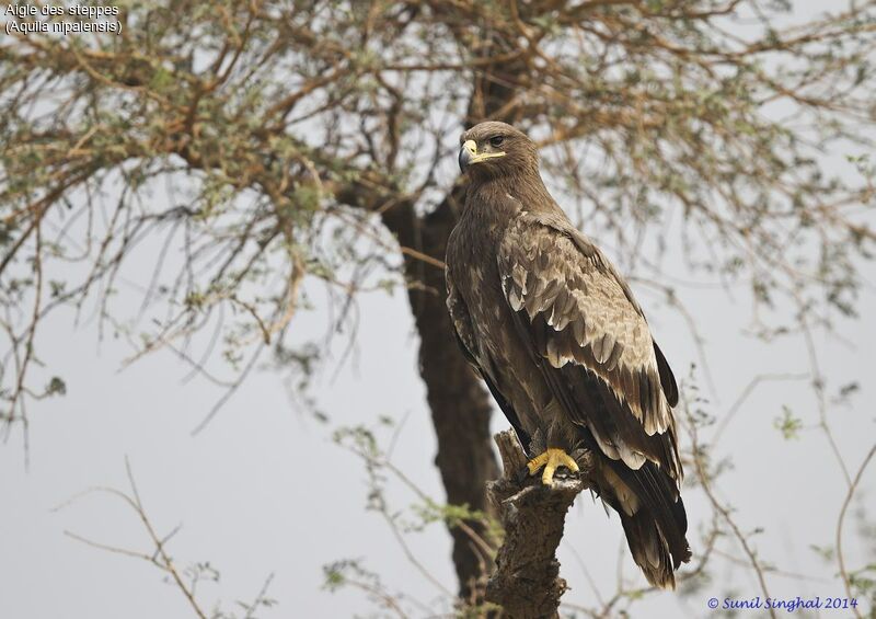 Steppe Eagleadult, identification