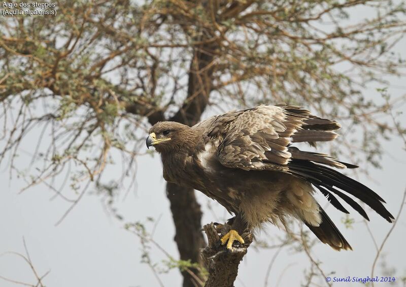 Aigle des steppesadulte, identification, Comportement