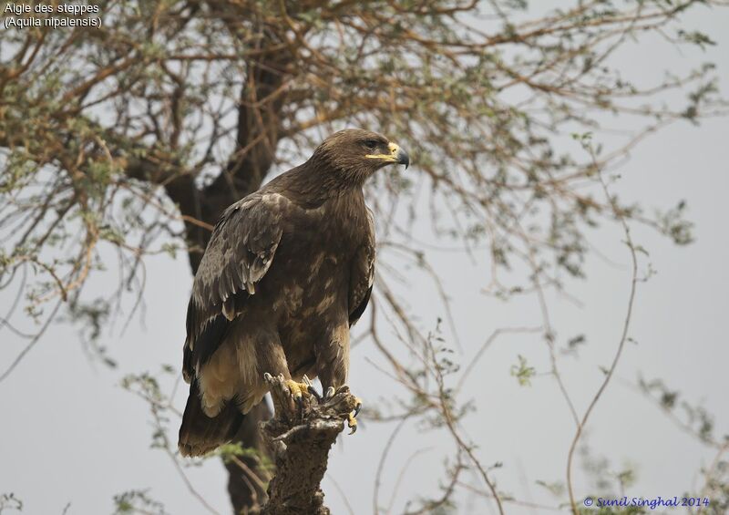 Steppe Eagleadult, identification