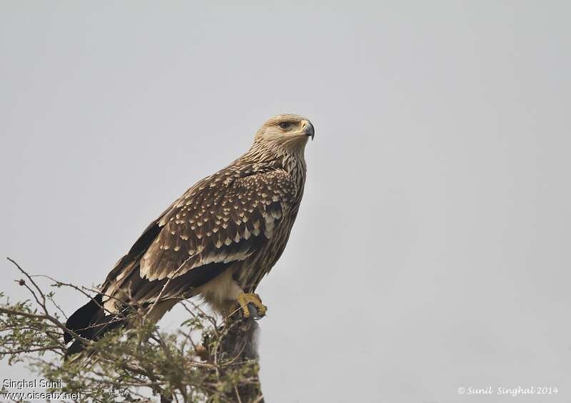 Aigle impérial1ère année, identification