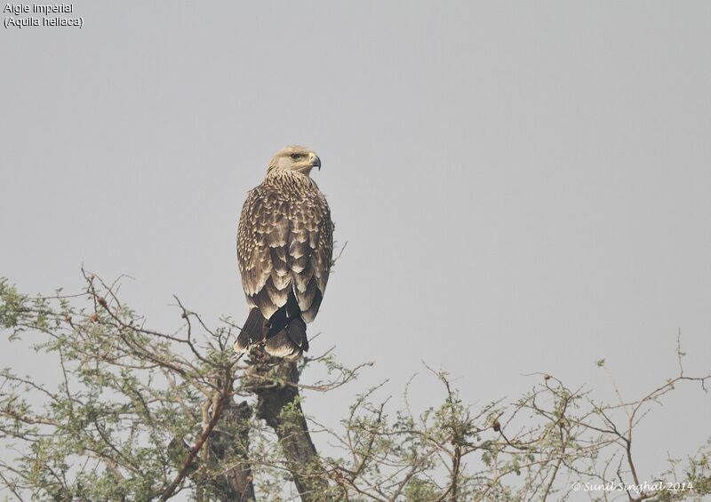 Eastern Imperial Eaglejuvenile, identification