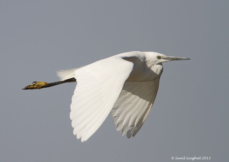 Aigrette garzette