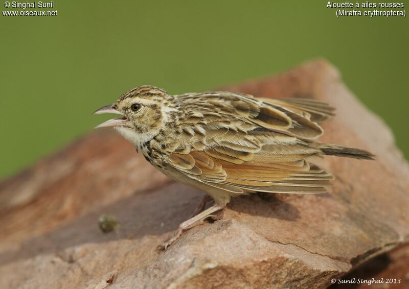 Indian Bush Larkadult, identification, Reproduction-nesting