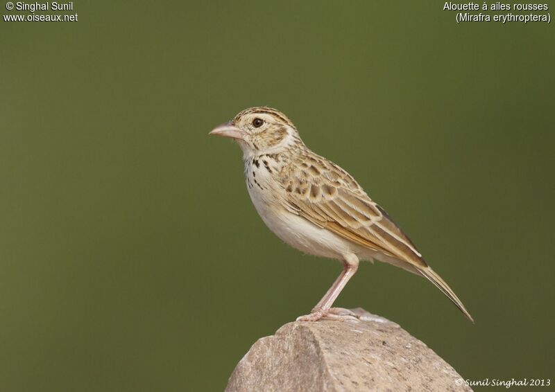 Indian Bush Larkadult, identification