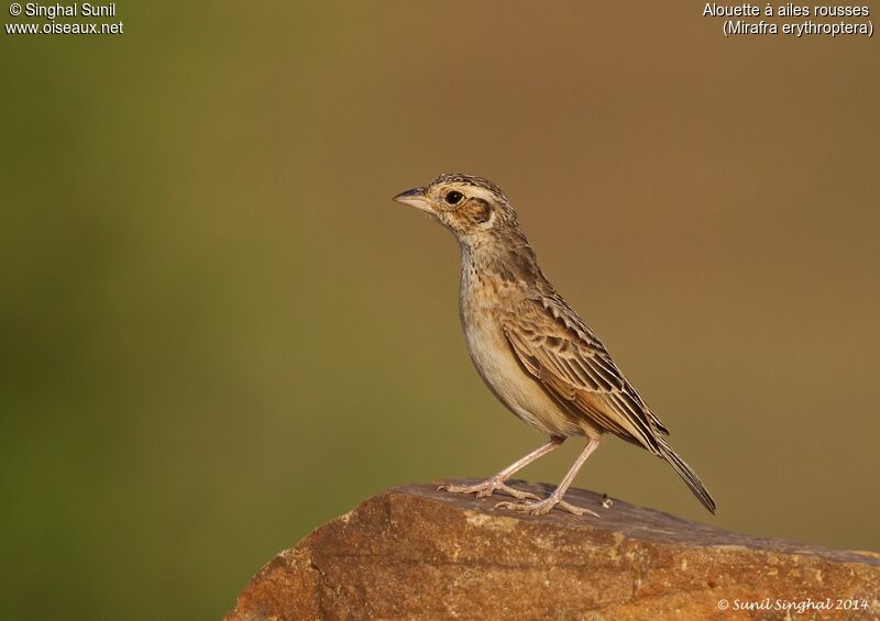 Indian Bush Larkadult, identification