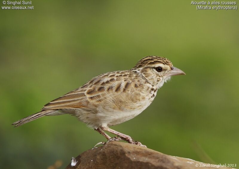 Indian Bush Larkadult, identification