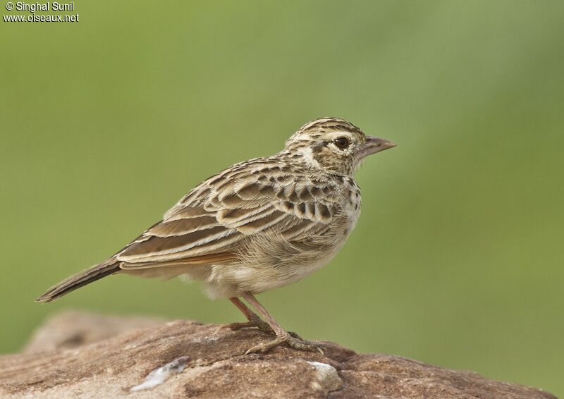 Indian Bush Larkadult, identification