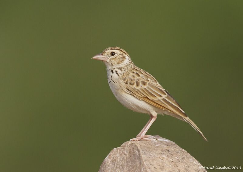 Indian Bush Lark