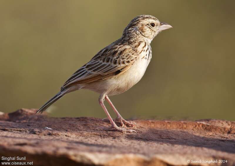 Indian Bush Larkadult, identification