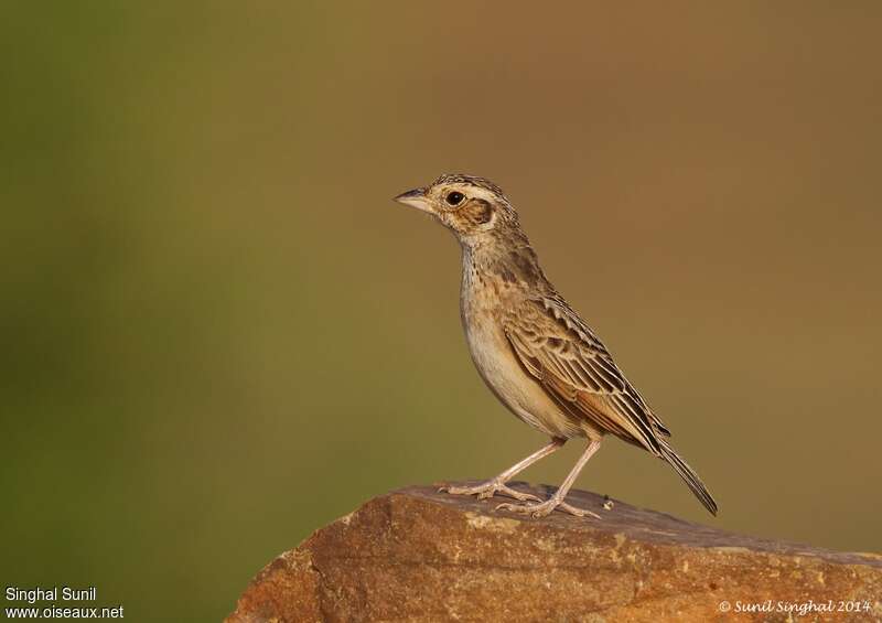 Indian Bush Larkadult