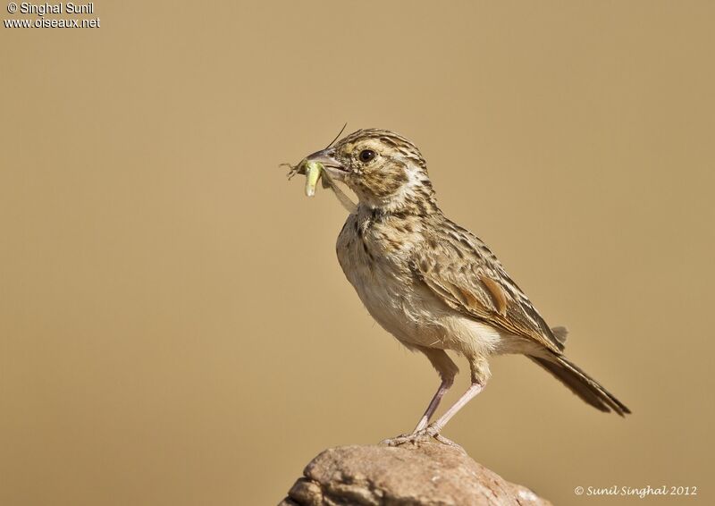 Indian Bush Lark